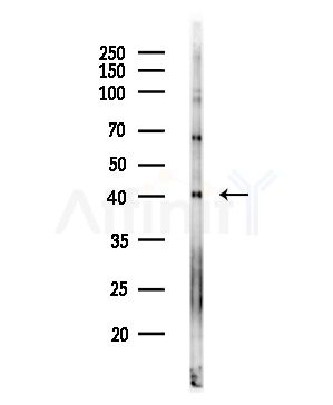 CXCL16 Antibody - Western blot analysis of lysates from Rat testis, using CXCL16 Antibody at 1/1000 dilution.