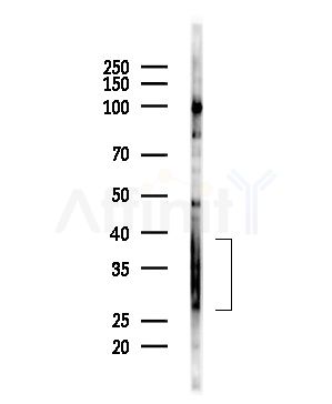 CXCL16 Antibody - Western blot analysis of lysates from Mouse brain, using CXCL16 Antibody at 1/1000 dilution.
