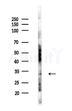 Syntaxin 2 Antibody - Western blot analysis of lysates from B16F10-LUC cells(heat-shock,45min treatment), using Syntaxin 2 Antibody at 1/1000 dilution.