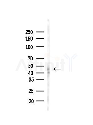 GFR alpha 3 Antibody - Western blot analysis of lysates from Rat brain, using GFR alpha 3 Antibody at 1/1000 dilution.