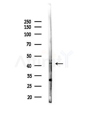 KLF15 Antibody - Western blot analysis of lysates from Hela cells(UV,30 min treatment), using KLF15 Antibody at 1/1000 dilution.
