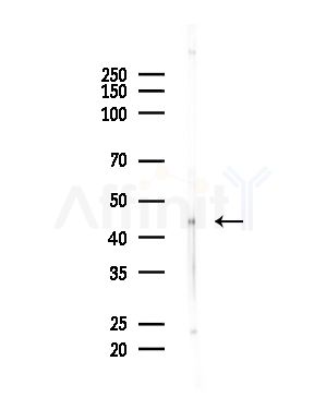 Synaptotagmin 5 Antibody - Western blot analysis of lysates from Mouse brain, using Synaptotagmin Antibody at 1/1000 dilution.