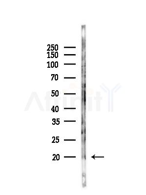 LAMTOR1 Antibody - Western blot analysis of lysates from RAW264.