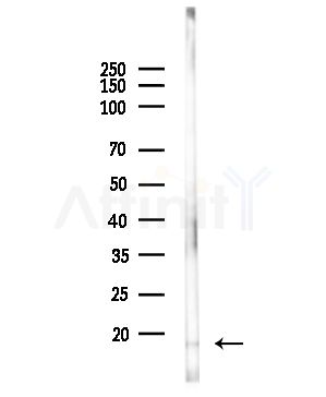 RPS16 Antibody - Western blot analysis of lysates from HUVEC cells(UV,30min treatment), using RPS16 Antibody at 1/1000 dilution.