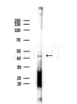 Siglec 7 Antibody - Western blot analysis of lysates from Mouse brain, using Siglec 7 Antibody at 1/1000 dilution.