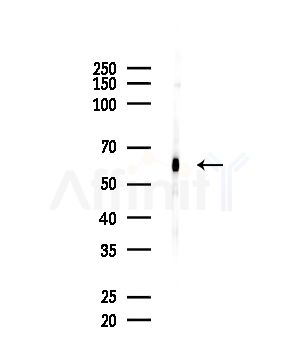 TOM1L2 Antibody - Western blot analysis of lysates from Mouse brain, using TOM1L2 Antibody at 1/1000 dilution.