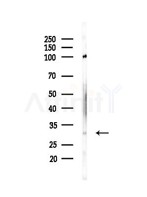Phospho1 Antibody - Western blot analysis of lysates from Mouse brain, using Phospho1 Antibody at 1/1000 dilution.