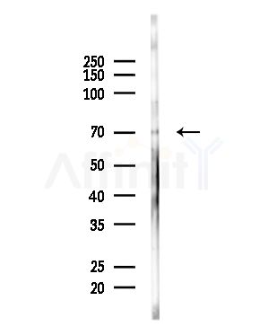 T Plastin Antibody - Western blot analysis of lysates from Mouse brain, using T Plastin Antibody at 1/1000 dilution.