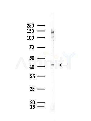 Macro H2A.2 Antibody - Western blot analysis of lysates from Rat brain, using Macro H2A.
