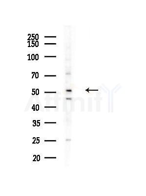 PAF1 Antibody - Western blot analysis of lysates from A375 cells(LPS, 4h treatment), using PAF1 Antibody at 1/1000 dilution.