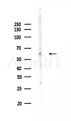 Zfp57 Antibody - Western blot analysis of lysates from Rat brain, using Zfp57 Antibody at 1/1000 dilution.