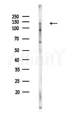 MTR Antibody - Western blot analysis of lysates from RAW264.