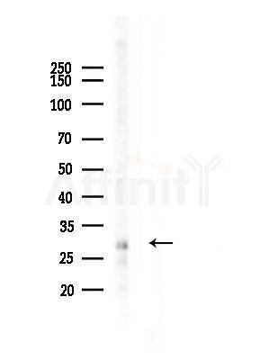 PURA Antibody - Western blot analysis of lysates from RAW264.