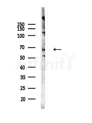 KCNN2 Antibody - Western blot analysis of lysates from RAW264.