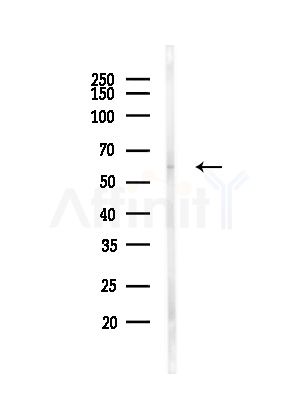 SIGLEC9 Antibody - Western blot analysis of lysates from Mouse brain, using SIGLEC9 Antibody at 1/1000 dilution.