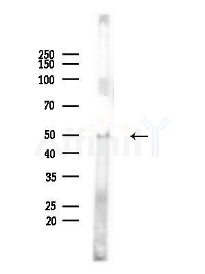 BSCL2 Antibody - Western blot analysis of lysates from Mouse brain, using BSCL2 Antibody at 1/1000 dilution.