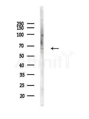 LAP1 Antibody - Western blot analysis of lysates from RAW264.