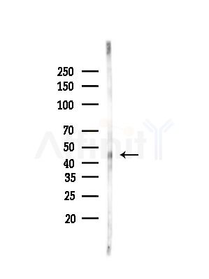 LMX1A Antibody - Western blot analysis of lysates from Rat brain, using LMX1A Antibody at 1/1000 dilution.