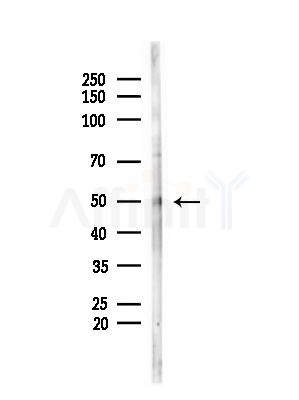 LMX1A Antibody - Western blot analysis of lysates from Mouse testis, using LMX1A Antibody at 1/1000 dilution.