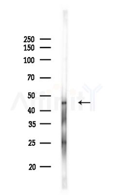ACTR1A Antibody - Western blot analysis of lysates from Rat brain, using ACTR1A Antibody at 1/1000 dilution.