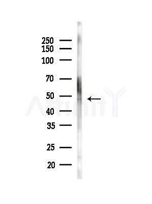 SERBP1 Antibody - Western blot analysis of lysates from HUVEC cells(starvation,24h treatment), using SERBP1 Antibody at 1/1000 dilution.
