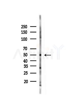 SERBP1 Antibody - Western blot analysis of lysates from Rat brain, using SERBP1 Antibody at 1/1000 dilution.