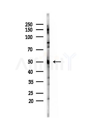 SERBP1 Antibody - Western blot analysis of lysates from Mouse testis, using SERBP1 Antibody at 1/1000 dilution.