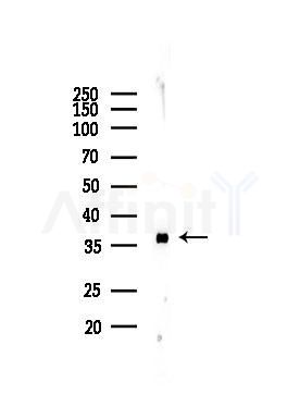 DARC Antibody - Western blot analysis of lysates from Mouse testis, using DARC Antibody at 1/1000 dilution.