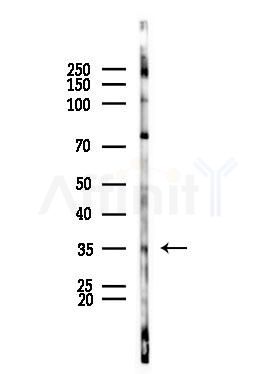 DARC Antibody - Western blot analysis of lysates from Rat brain, using DARC Antibody at 1/1000 dilution.