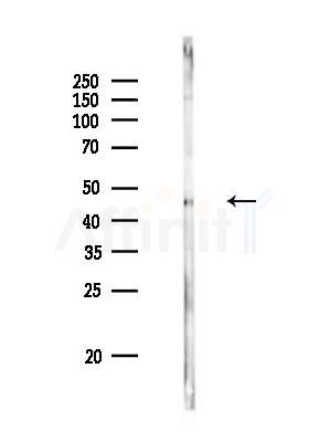 TEA domain family member 2 Antibody - Western blot analysis of lysates from Rat liver, using TEA domain family member 2 Antibody at 1/1000 dilution.