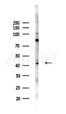 NAPE-PLD Antibody - Western blot analysis of lysates from HepG2 cells(LPS,4h treatment), using NAPE-PLD Antibody at 1/1000 dilution.