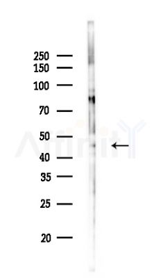 NAPE-PLD Antibody - Western blot analysis of lysates from Rat brain, using NAPE-PLD Antibody at 1/1000 dilution.