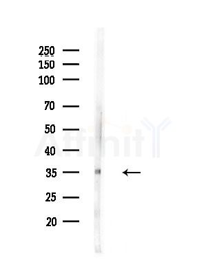 NMNAT2 Antibody - Western blot analysis of lysates from Mouse testis, using NMNAT2 Antibody at 1/1000 dilution.