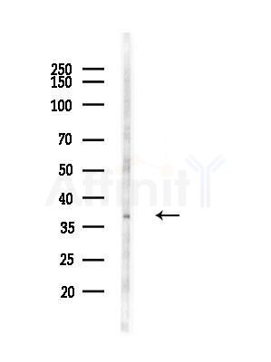 NMNAT2 Antibody - Western blot analysis of lysates from RAW264.