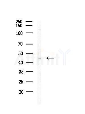 Arc Antibody - Western blot analysis of lysates from RAW264.