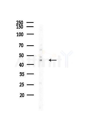 Arc Antibody - Western blot analysis of lysates from A375 cells(LPS, 4h treatment), using Arc Antibody at 1/1000 dilution.