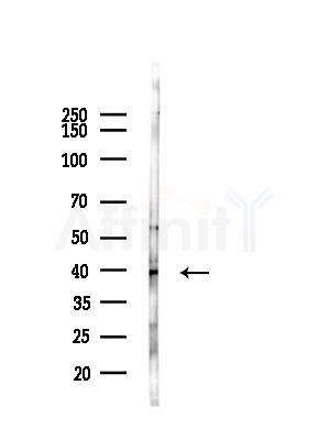 Surfactant protein D Antibody - Western blot analysis of lysates from COLO205 cells(UV,30min treatment), using Surfactant protein D Antibody at 1/1000 dilution.