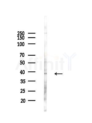 Surfactant protein D Antibody - Western blot analysis of lysates from LoVo cells(heat-shock,45min treatment), using Surfactant protein D Antibody at 1/1000 dilution.