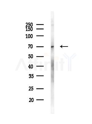 SLCO1C1 Antibody - Western blot analysis of lysates from Mouse brain, using SLCO1C1 Antibody at 1/1000 dilution.