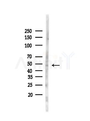 TROY Antibody - Western blot analysis of lysates from Rat brain, using TROY Antibody at 1/1000 dilution.