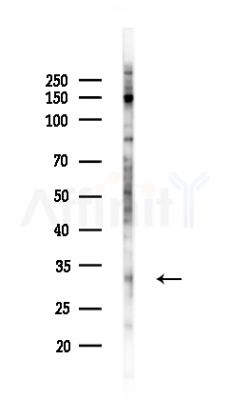 Amino-terminal enhancer of split Antibody - Western blot analysis of lysates from HepG2 cells(LPS,4h treatment), using Amino-terminal enhancer of split Antibody at 1/1000 dilution.