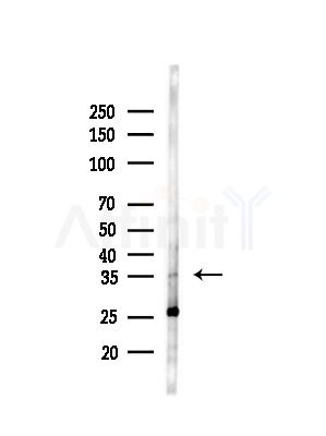 Lefty Antibody - Western blot analysis of lysates from Rat brain, using Lefty Antibody at 1/1000 dilution.
