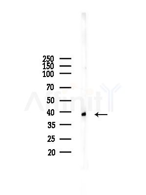TFAP4 Antibody - Western blot analysis of lysates from A375 cells(starvation,24h treatment), using TFAP4 Antibody at 1/1000 dilution.