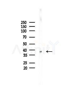 TFAP4 Antibody - Western blot analysis of lysates from Mouse testis, using TFAP4 Antibody at 1/1000 dilution.