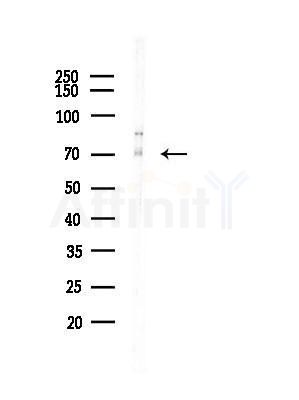 ILF1 Antibody - Western blot analysis of lysates from A375 cells(LPS, 4h treatment), using ILF1 Antibody at 1/1000 dilution.