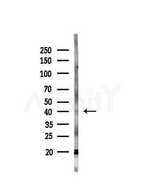 Dhh Antibody - Western blot analysis of lysates from Rat brain, using Dhh Antibody at 1/1000 dilution.