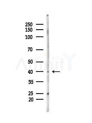 Dhh Antibody - Western blot analysis of lysates from Mouse testis, using Dhh Antibody at 1/1000 dilution.