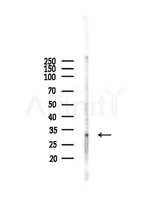 ESD Antibody - Western blot analysis of lysates from A375 cells(starvation,24h treatment), using ESD Antibody at 1/1000 dilution.