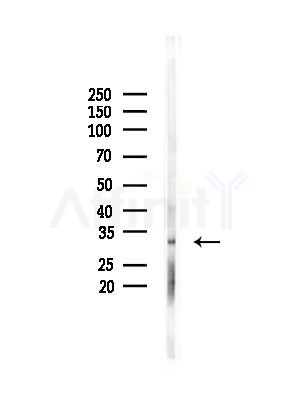 ESD Antibody - Western blot analysis of lysates from Mouse testis, using ESD Antibody at 1/1000 dilution.