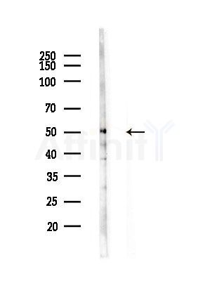 TCP1 beta Antibody - Western blot analysis of lysates from Mouse testis, using TCP1 beta Antibody at 1/1000 dilution.